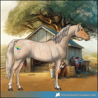Horse Color:Palomino Roan