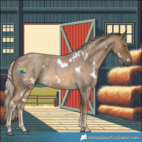 Horse Color:White Spotted Chocolate Palomino Roan 