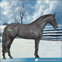 Horse Color:Smoky Black Appaloosa Rabicano 