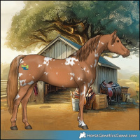 Horse Color:White Spotted Chestnut