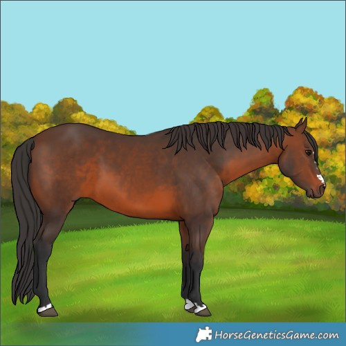 Horse Color:Brown 