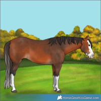 Horse Color:Bay Splash 