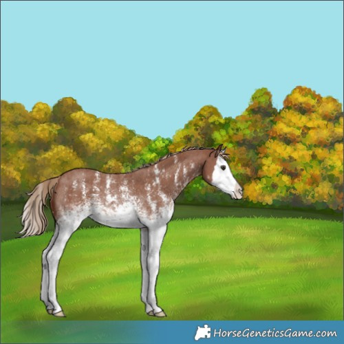 Horse Color:White Spotted Chestnut Sabino Splash Rabicano 
