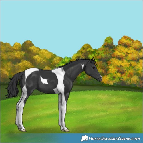Horse Color:Black Tobiano 
