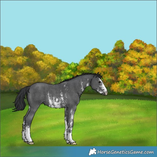 Horse Color:Black Sabino 