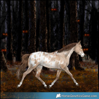 Horse Color:White Spotted Bay Pearl Dun Sabino Blanket Rabicano 