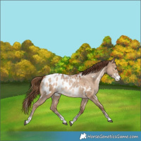 Horse Color:White Spotted Bay Pearl Dun Sabino Appaloosa Rabicano 