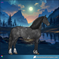 Horse Color:Black Sabino Appaloosa 