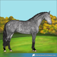 Horse Color:Void Platinum Buckskin Roan Dun 