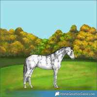Horse Color:Gray Platinum Brown Sabino Blanket
