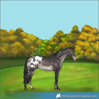 Horse Color:Platinum White Spotted Brown Sabino Appaloosa 