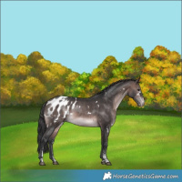 Horse Color:Platinum White Spotted Brown Sabino Appaloosa 