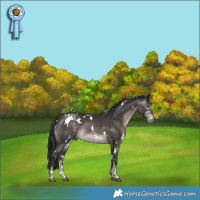 Horse Color:Gray Platinum White Spotted Brown Sabino Appaloosa 