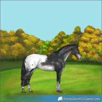 Horse Color:Platinum Brown Tobiano Snowcap Rabicano