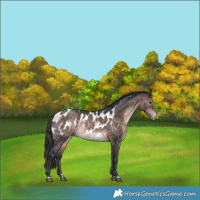 Horse Color:Platinum Brown Blanket Rabicano 