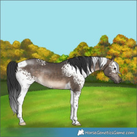 Horse Color:White Spotted Brown Dun Tobiano Rabicano 
