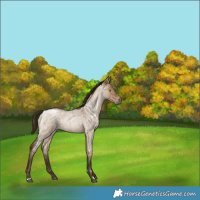 Horse Color:Gray White Spotted Brown Roan Pearl Dun Rabicano 