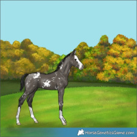 Horse Color:Gray White Spotted Grullo Splash 