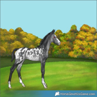 Horse Color:Brown Chinchilla Appaloosa