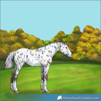 Horse Color:Nacre Silver Brown Chinchilla Near Leopard 