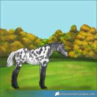 Horse Color:Silver Brown Chinchilla Appaloosa 