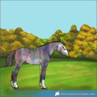 Horse Color:Nacre Buckskin Chinchilla 