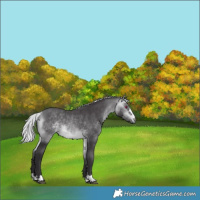 Horse Color:Silver Buckskin Chinchilla