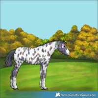 Horse Color:Nacre White Spotted Black Chinchilla Ice Appaloosa 