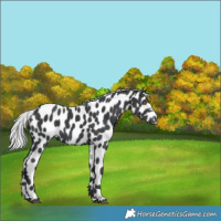 Horse Color:Silver Black Chinchilla Leopard 
