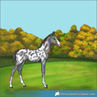 Horse Color:Nacre White Spotted Black Chinchilla Appaloosa Rabicano 