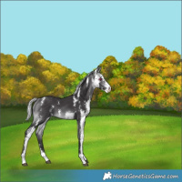 Horse Color:Silver Buckskin Chinchilla Sabino 