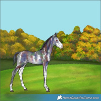 Horse Color:Nacre Brown Chinchilla Sabino 