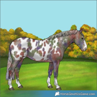 Horse Color:Nacre Silver Brown Dun Blanket 