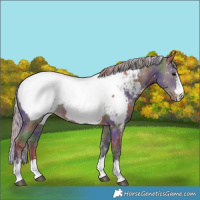 Horse Color:Nacre Silver Grullo Snowcap 