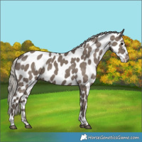 Horse Color:Silver Grullo Appaloosa 