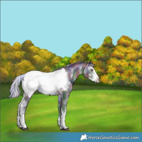 Horse Color:Nacre Silver Brown Chinchilla Sabino Snowcap Rabicano 