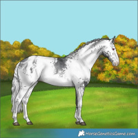 Horse Color:White Spotted Silver Brown Chinchilla Blanket Rabicano 