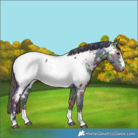 Horse Color:Nacre Grullo Near Fewspot 