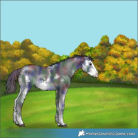 Horse Color:Nacre Black Chinchilla Sabino