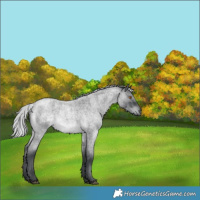 Horse Color:Silver Blue Chinchilla Roan 