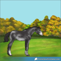 Horse Color:Smoky Black Chinchilla Sabino 