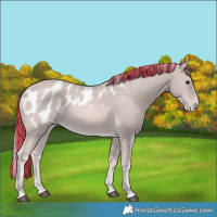Horse Color:Platinum Painted Palomino Appaloosa Rabicano 