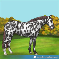 Horse Color:Platinum Painted Smoky Black Appaloosa Rabicano 
