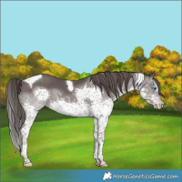 Horse Color:Platinum White Spotted Liver Chestnut Splash Tobiano 