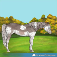 Horse Color:Platinum White Spotted Liver Chestnut Splash Tobiano 