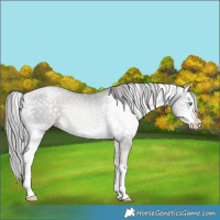 Horse Color:Platinum White Spotted Buckskin Pearl Splash 