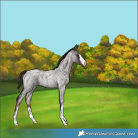 Horse Color:White Spotted Liver Red Roan 