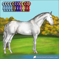 Horse Color:Smoky Blue Roan Pearl Splash  and Gray White Spotted Liver Chestnut Splash Appaloosa 