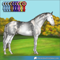Horse Color:Smoky Blue Roan Pearl Splash and Gray White Spotted Liver Chestnut Splash Appaloosa