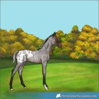 Horse Color:Gray Silver Bay Roan Appaloosa 